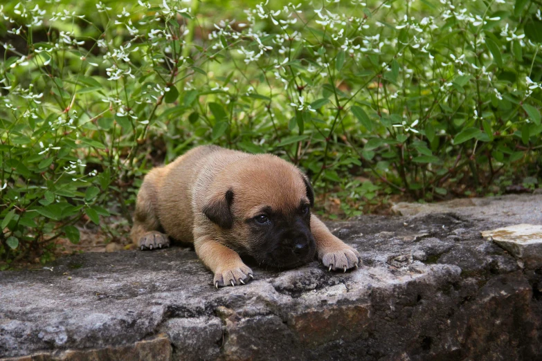 a puppy that is laying on top of a rock