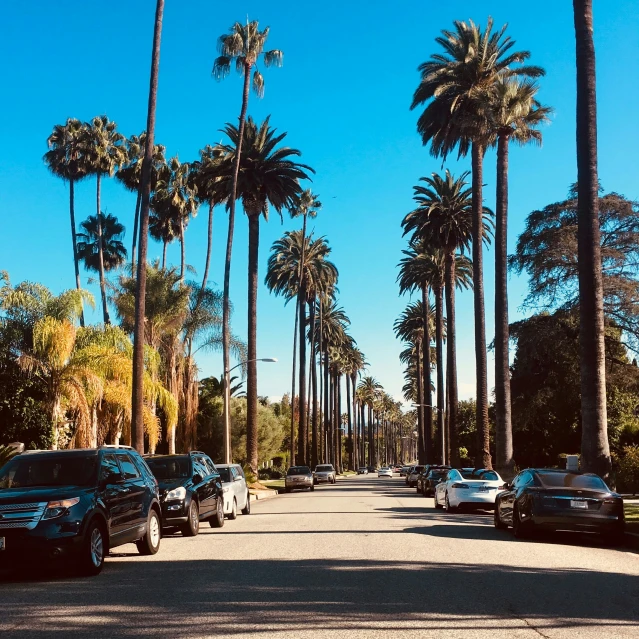 a city street lined with palm trees, cars and street lights