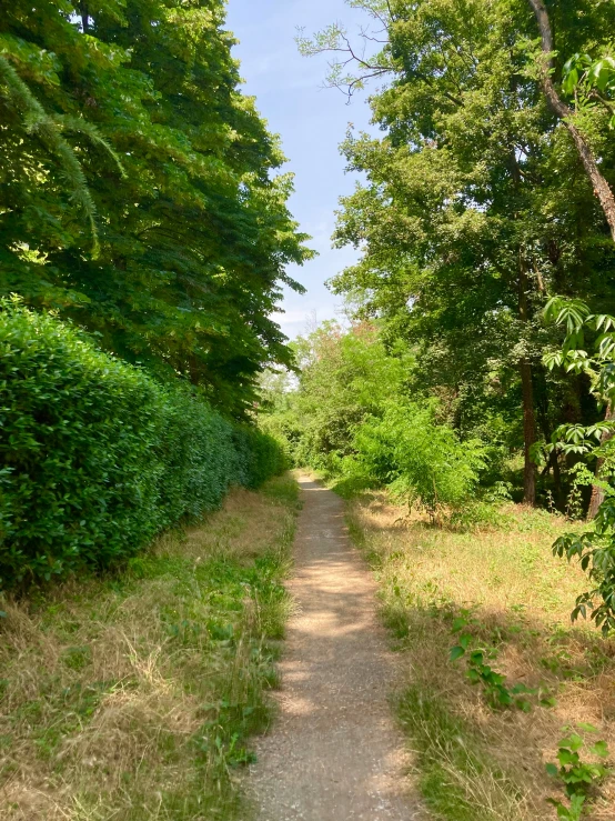 a narrow dirt path between trees in the woods