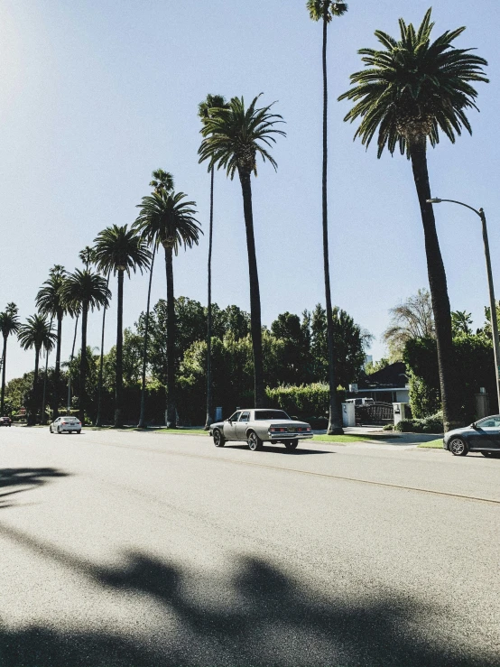 cars are driving on a city street between palm trees