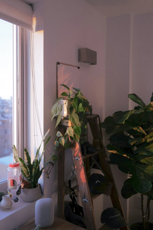 a shelf containing plants sits next to a window