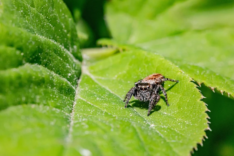 a fly perched on a leaf with drops of dew