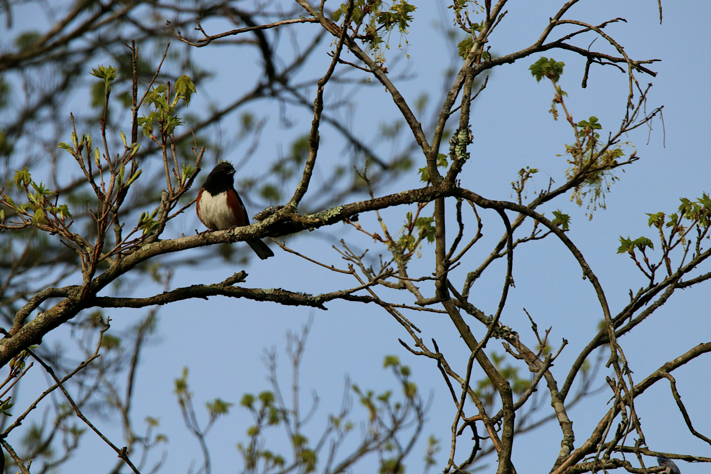 a bird perched on top of a tree nch