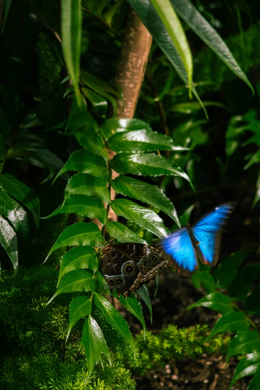 a blue erfly in a plant with large, green leaves