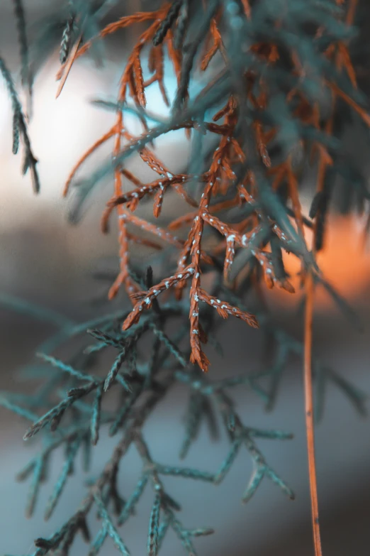 the needles of some pine tree are covered in snow