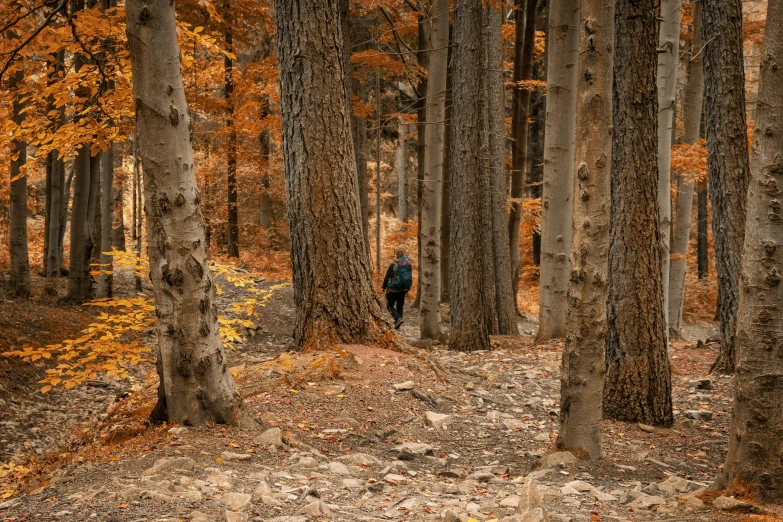 a man standing in front of a bunch of trees in the woods