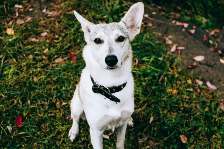 white dog with black collar standing in grass