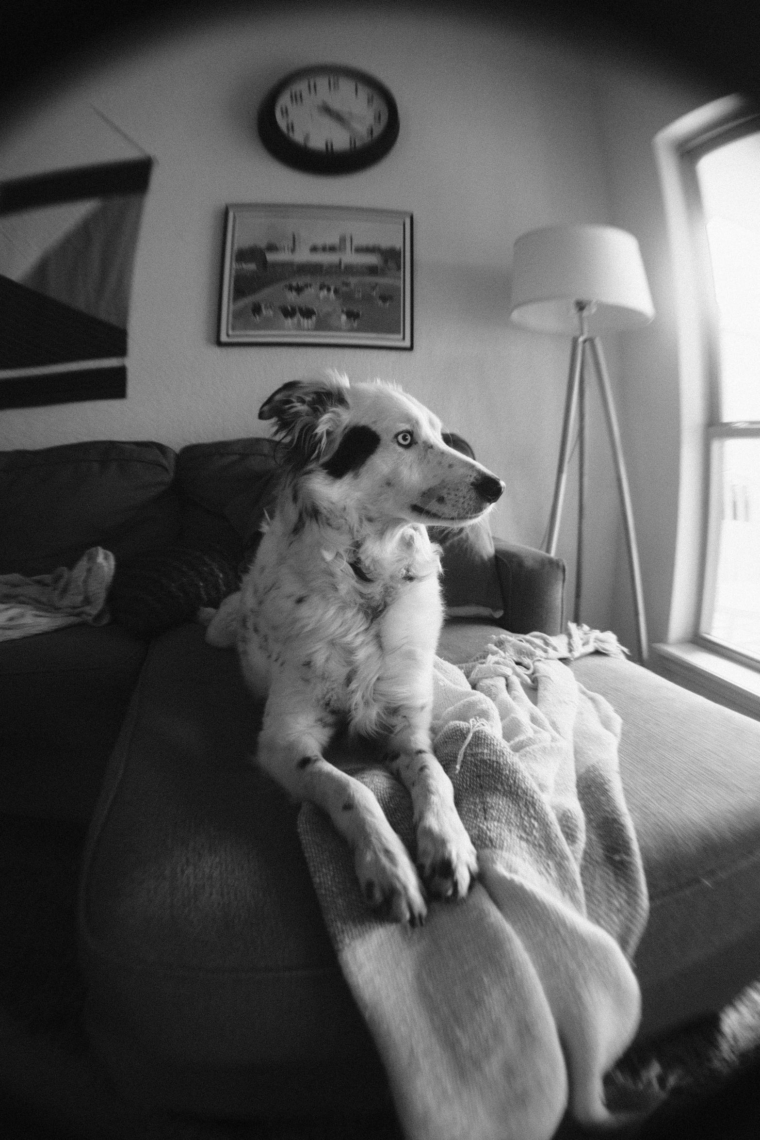 a dog sits on a sofa in the living room