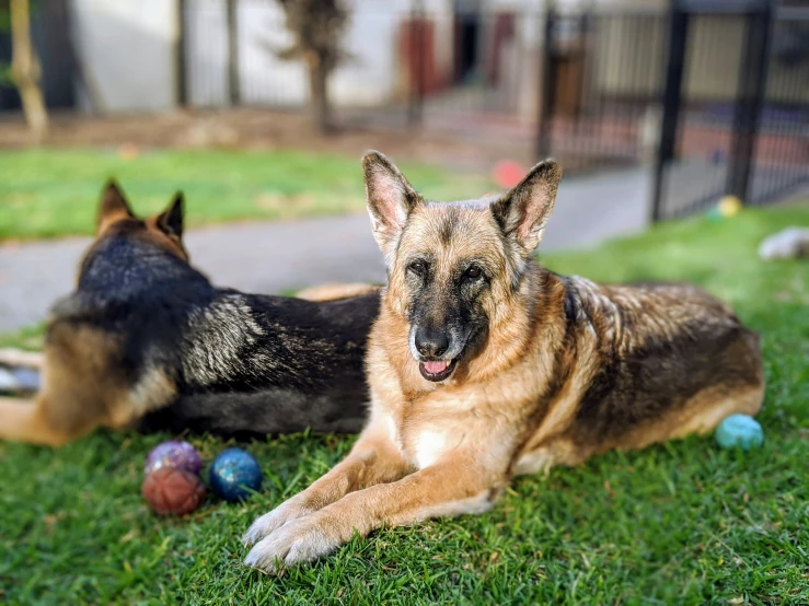 two dogs laying in the grass next to some balls