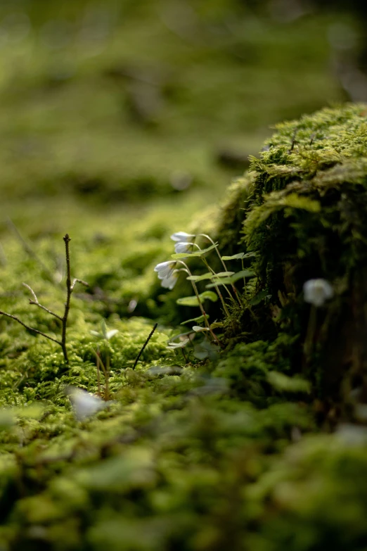 white flowers growing out of the moss on the ground