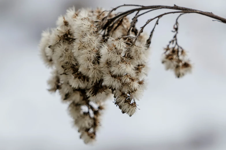 a dried flower nch with some white flowers hanging off it's side