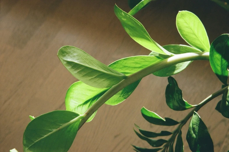 closeup of green leaves on tree nch