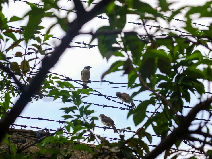 three small birds sitting on top of barbed wire