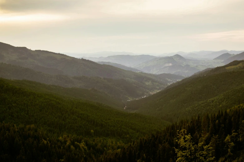 there are many trees on a hill together