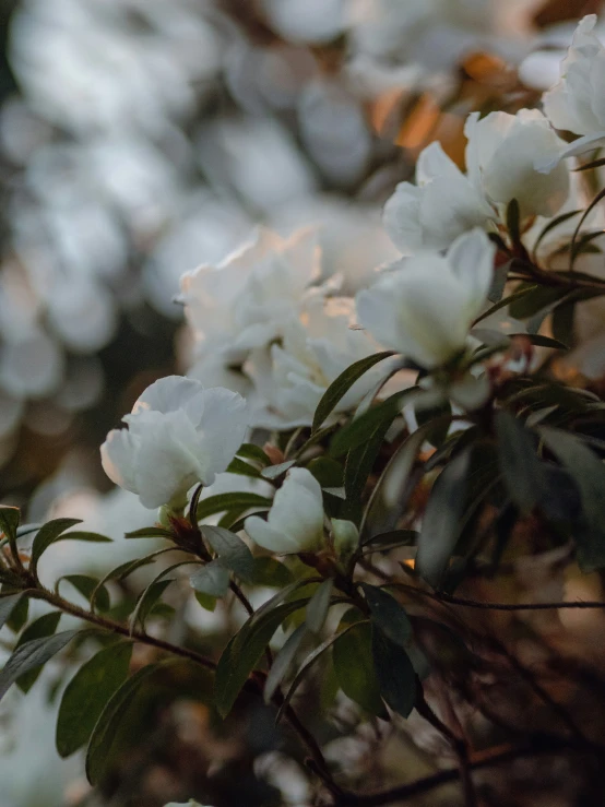 some white flowers growing on the side of a tree