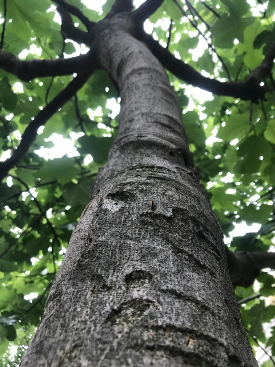 looking up at a tree in the woods