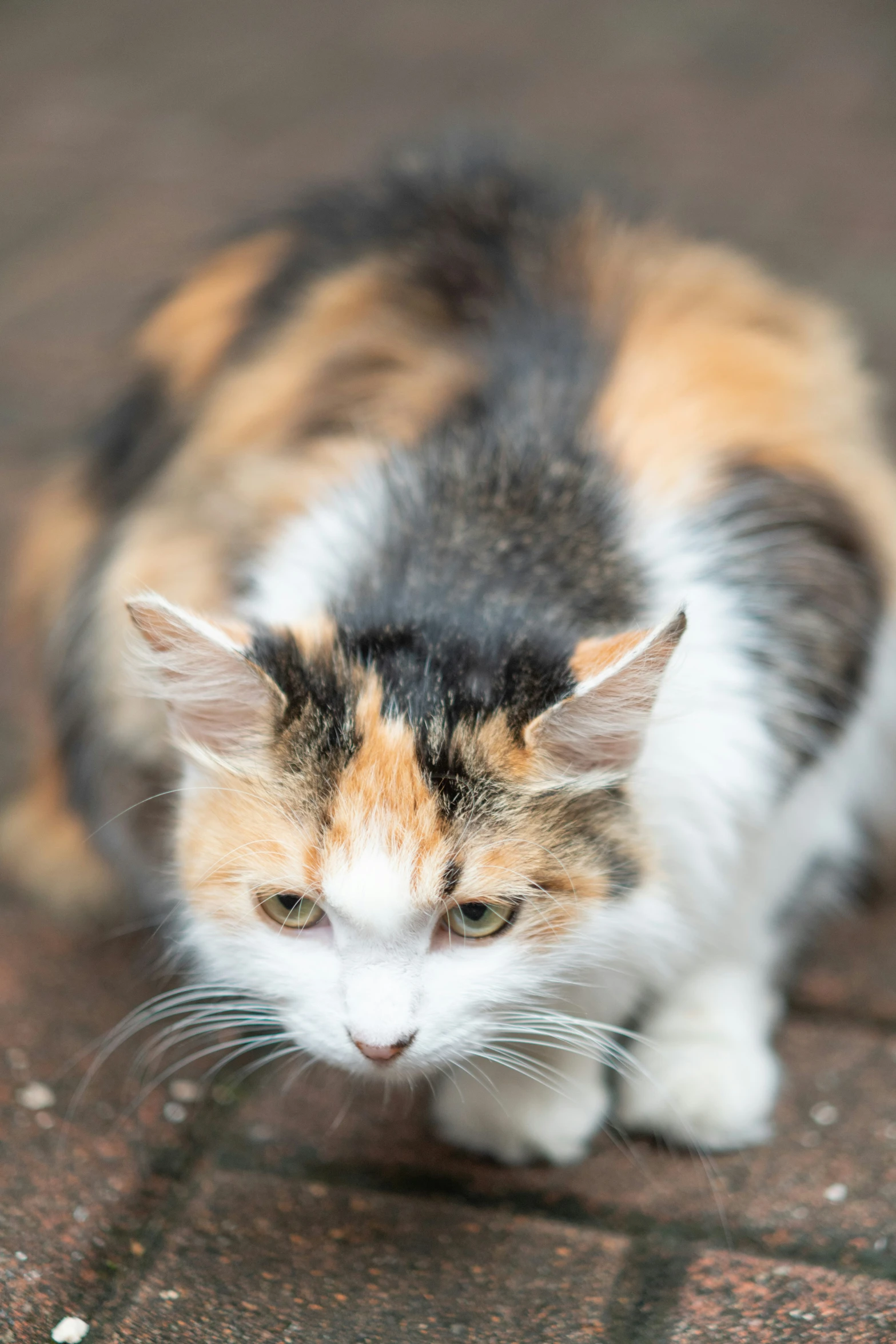 a cat sitting on the ground with his eyes open