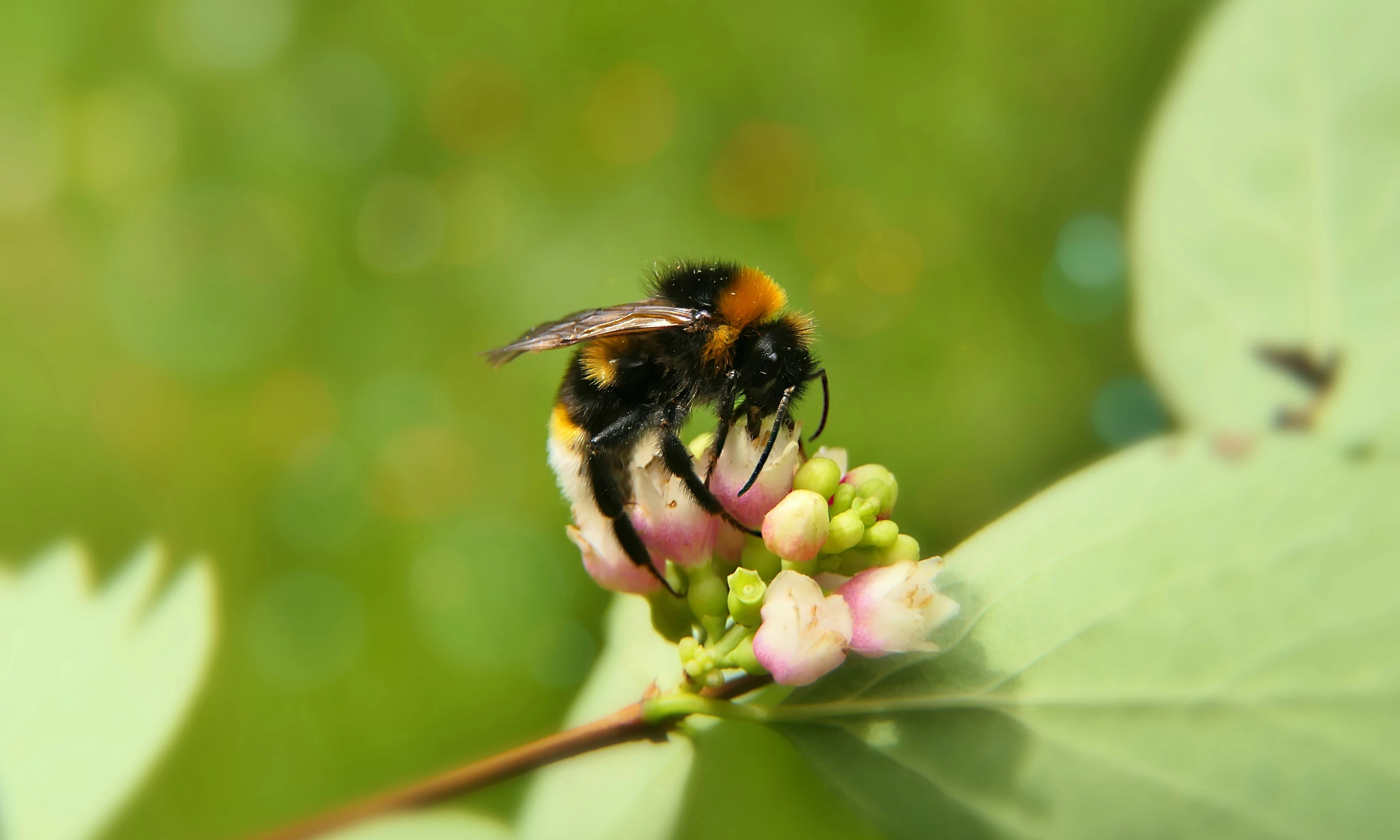 a small bum is sitting on a green leaf