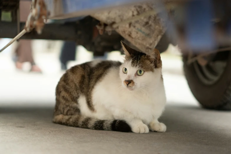 a cat is sitting in front of the car's engine