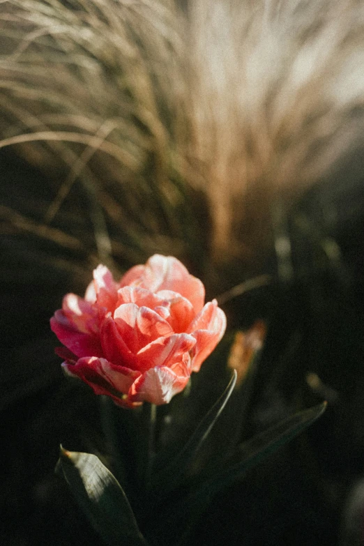 pink and orange flower with long grass in background