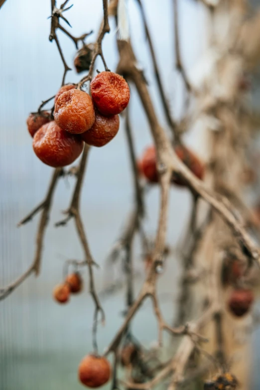 fruit hanging from a tree with blue water in the background