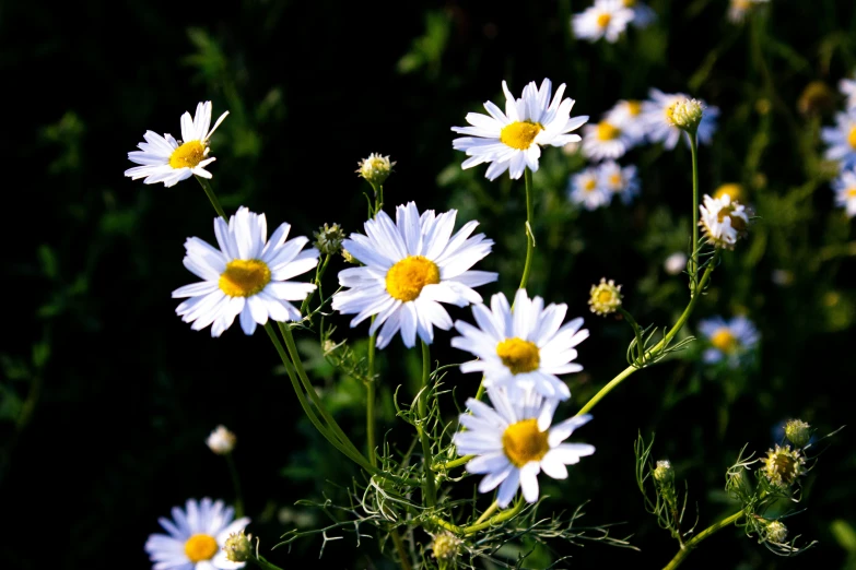 a field of white flowers with yellow centers