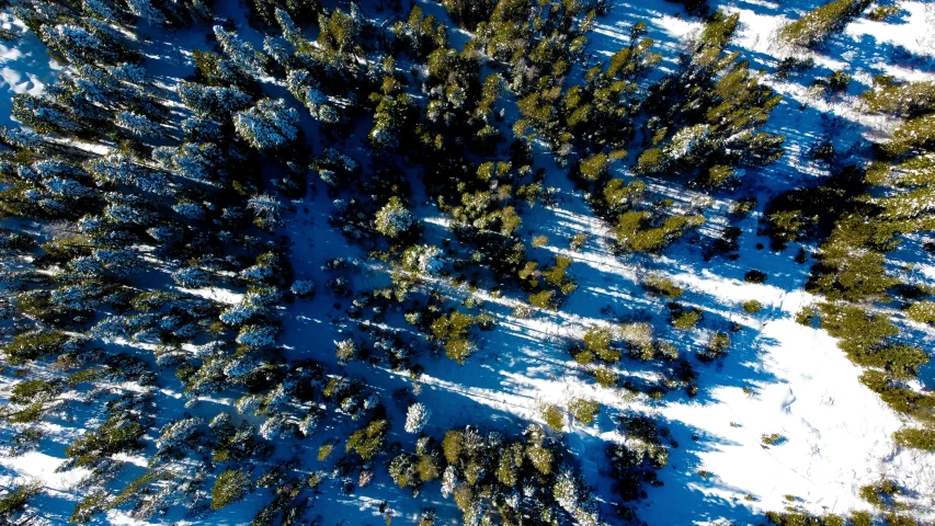 the top of a tree is covered in snow