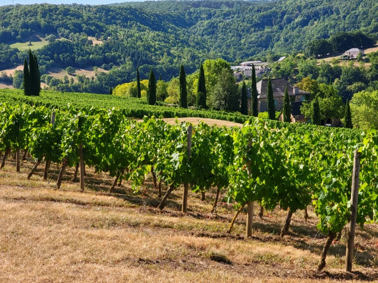 several rows of vines in a field next to trees