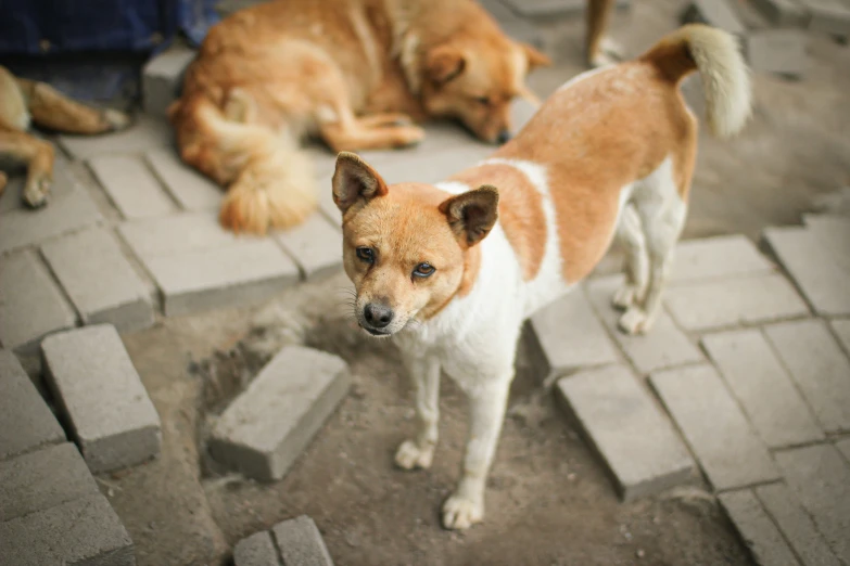 a white and brown dog standing on top of stone bricks