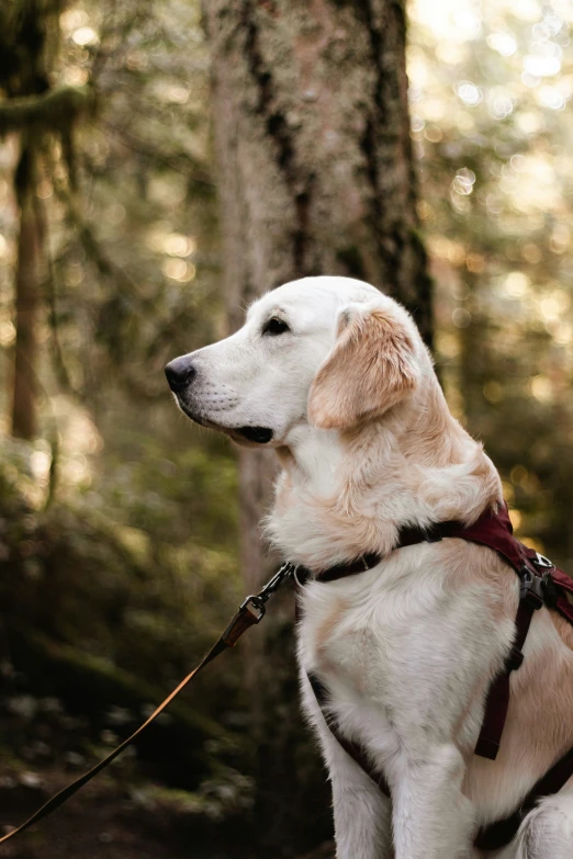 a white dog is standing in the forest