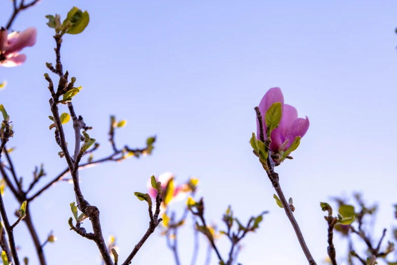 some very pretty flowers in front of the blue sky