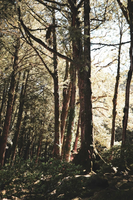 the trees are all tall and bare together