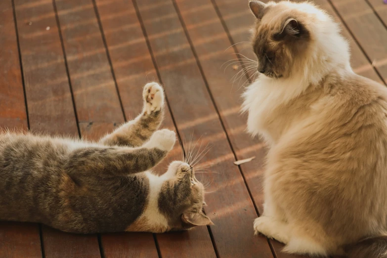 a kitten stretching its paw up to another one