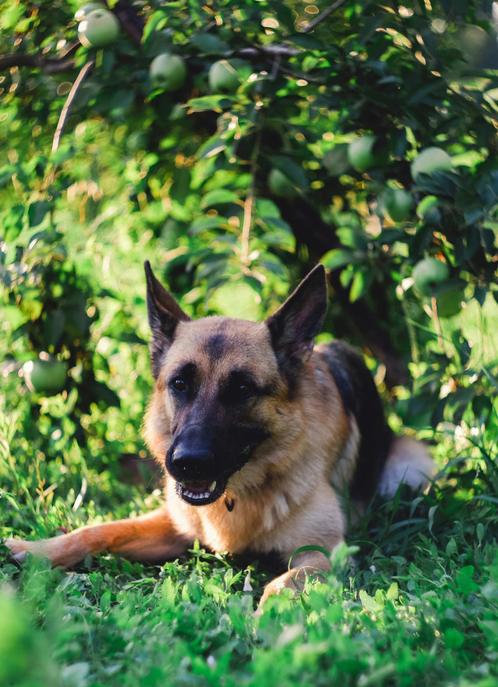 a german shepard dog laying in grass by an apple tree