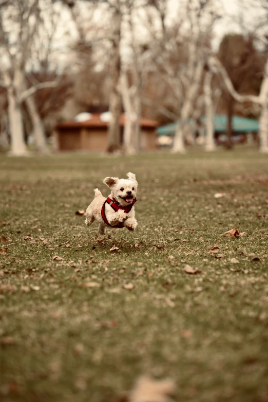 a teddy bear running in the grass near trees