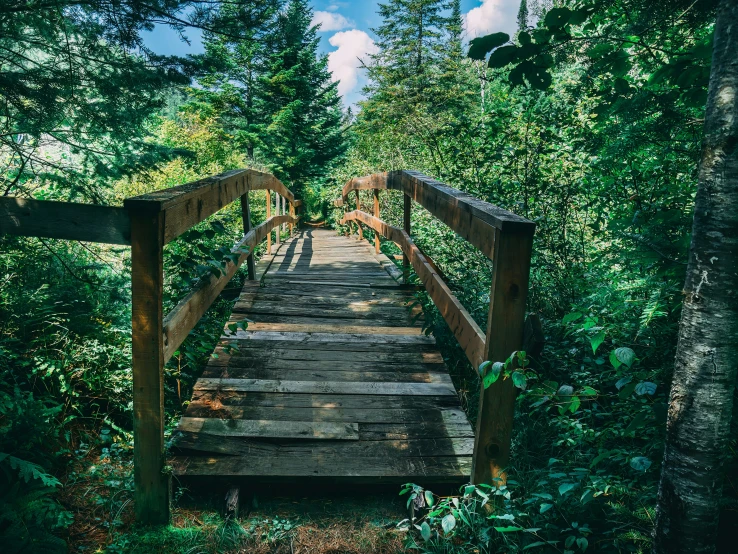 there is a small bridge going through the woods