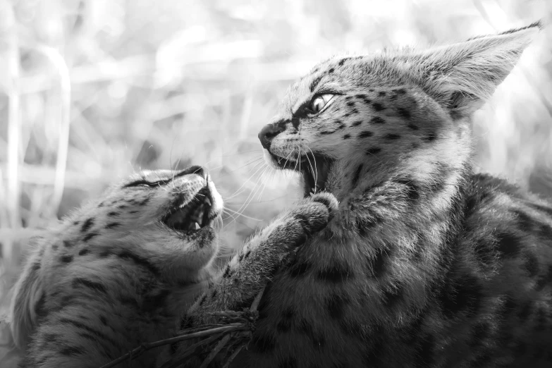 a black and white po of a cat that is licking another cat