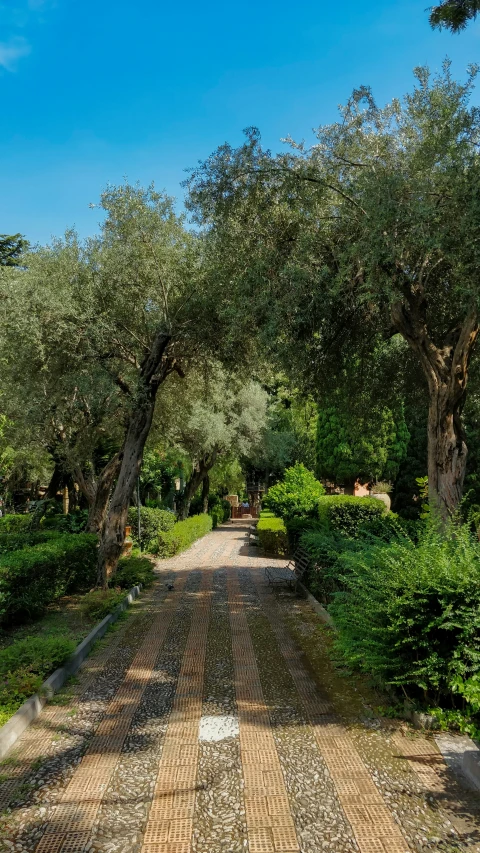 an image of a dirt road that is under the trees