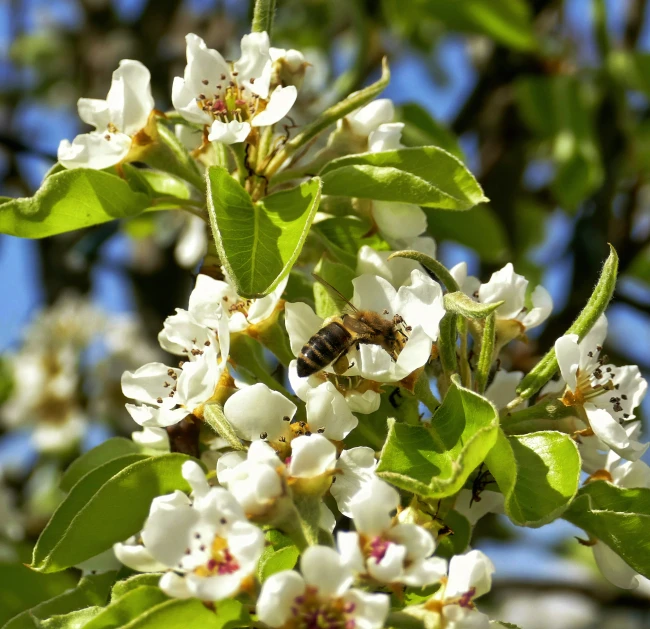 bee sitting on top of a tree covered in flowers