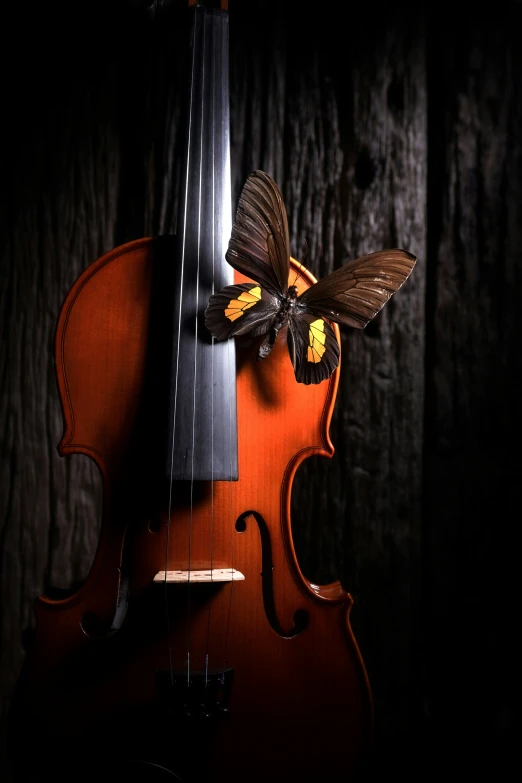a yellow erfly rests on the back of a violin