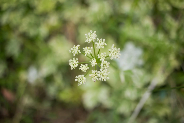 small white flowers on the side of a leafy tree