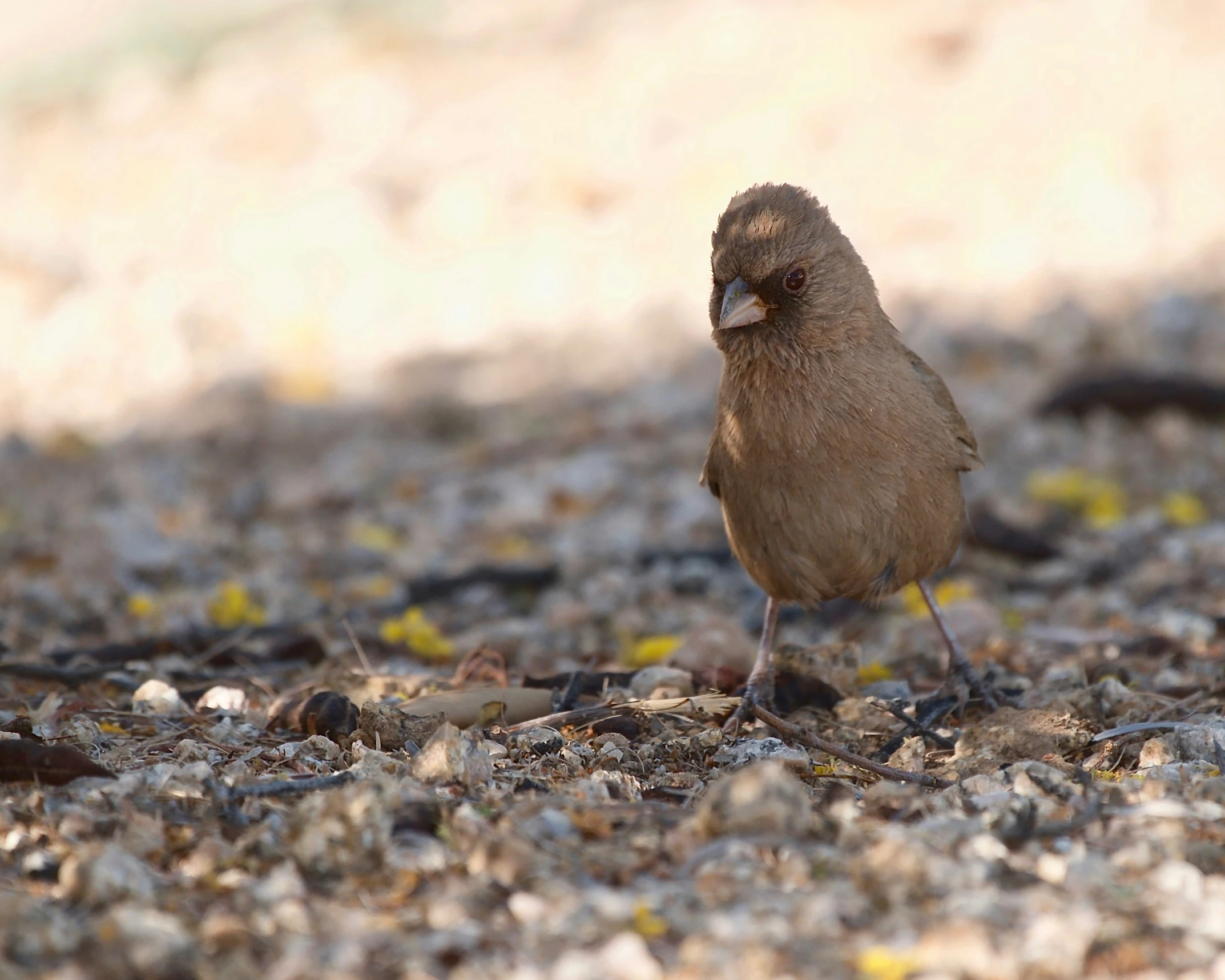 a little brown bird standing on top of gravel