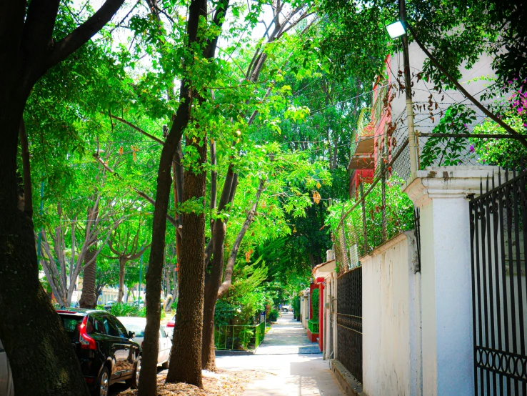 an alley with trees and parked cars