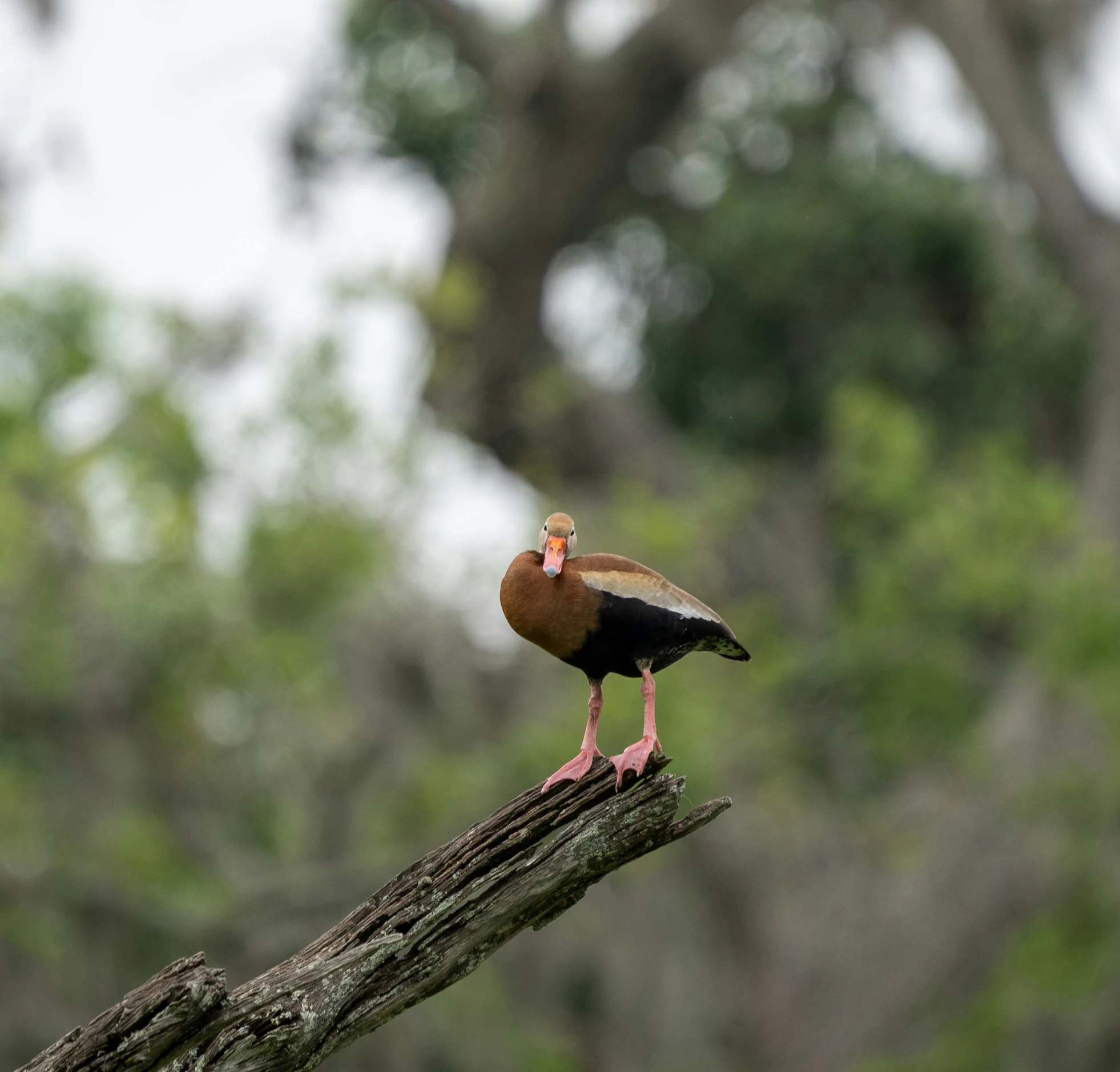 a bird perched on top of a nch next to some trees