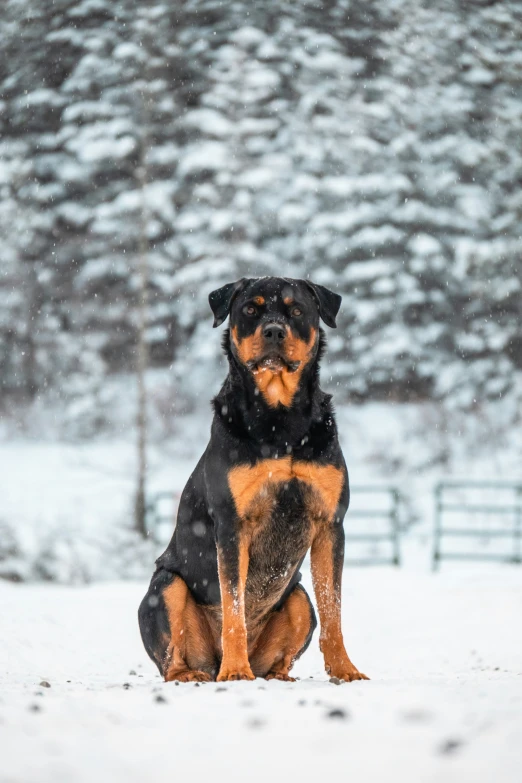 a brown and black dog sitting in the snow