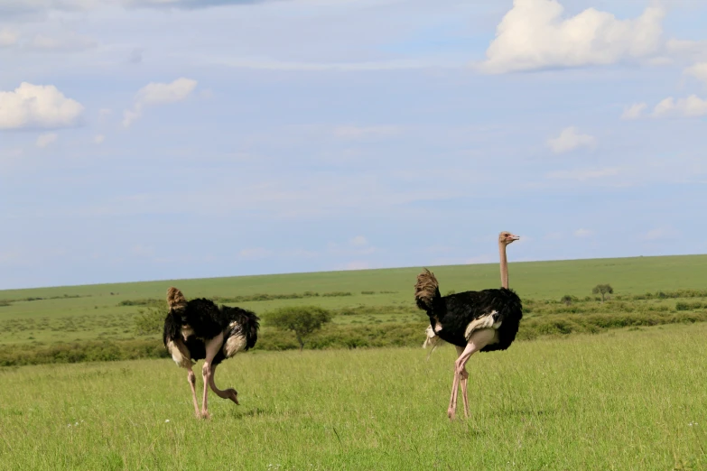 ostriches are standing in a grassy field