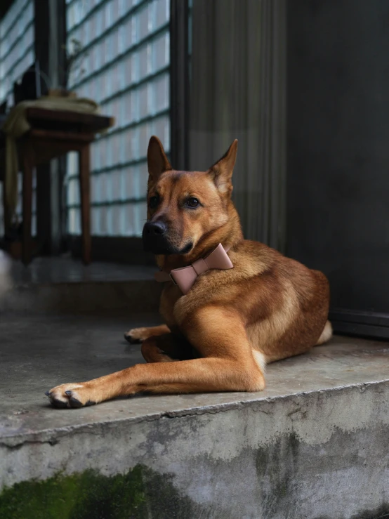 the dog is wearing a bow tie on a ledge