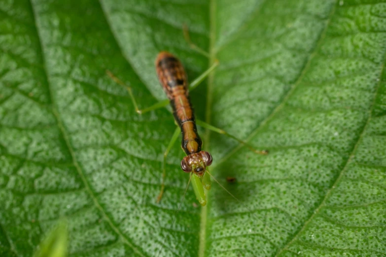 closeup of a long bug on a green leaf