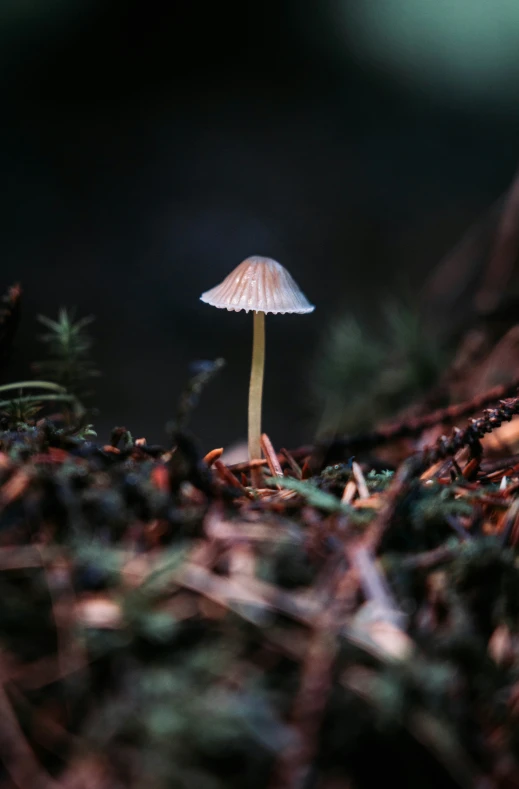 a small white mushroom is sitting in the dark