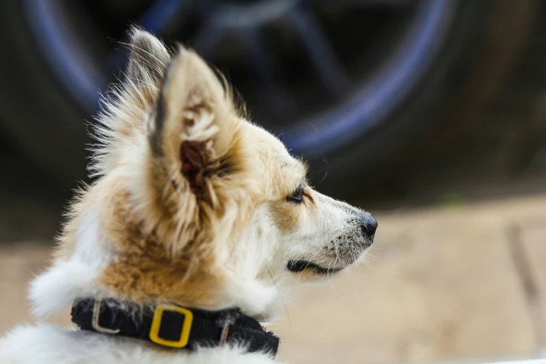 a white and tan dog with a black collar